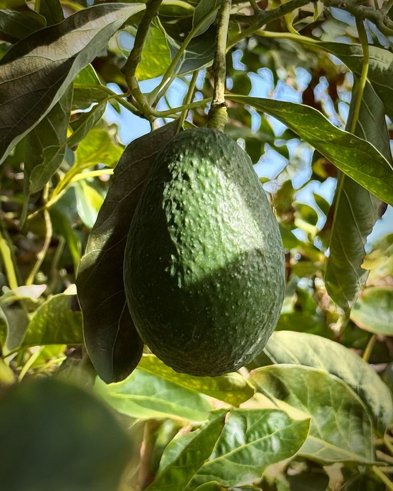 Avocado