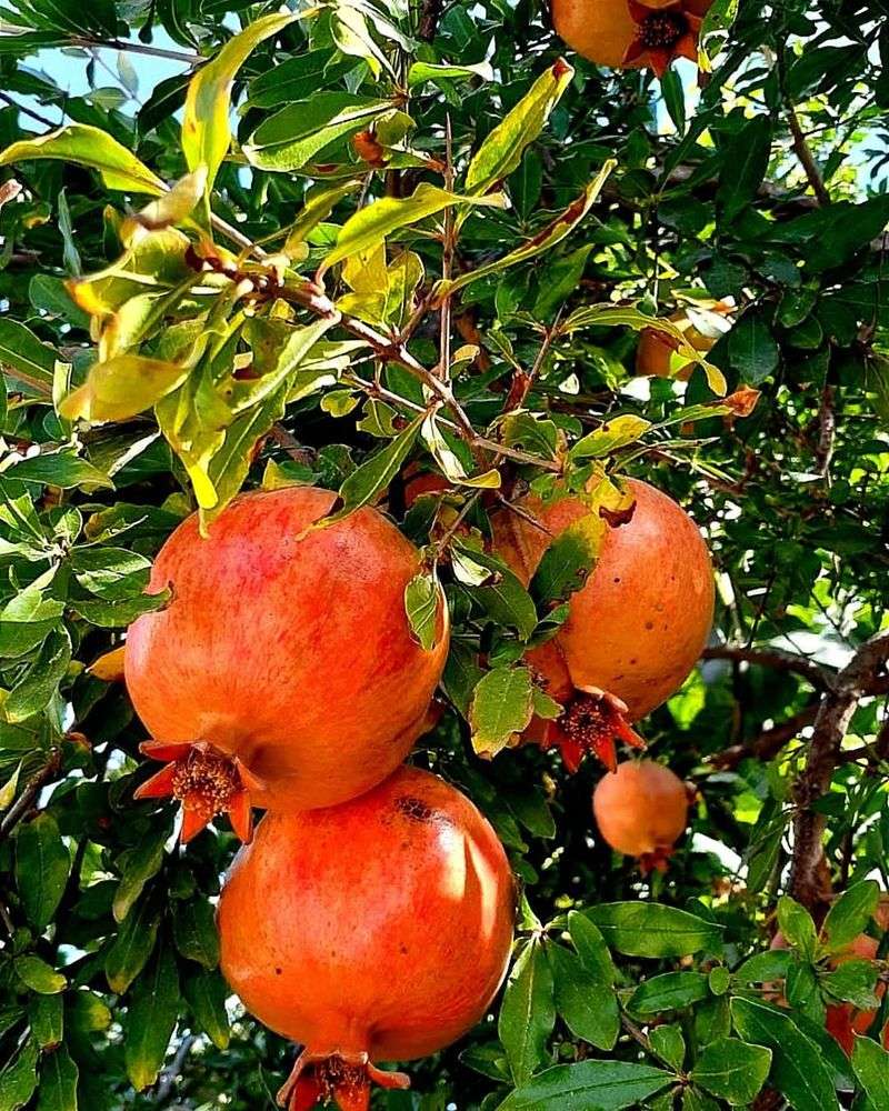 Pomegranate