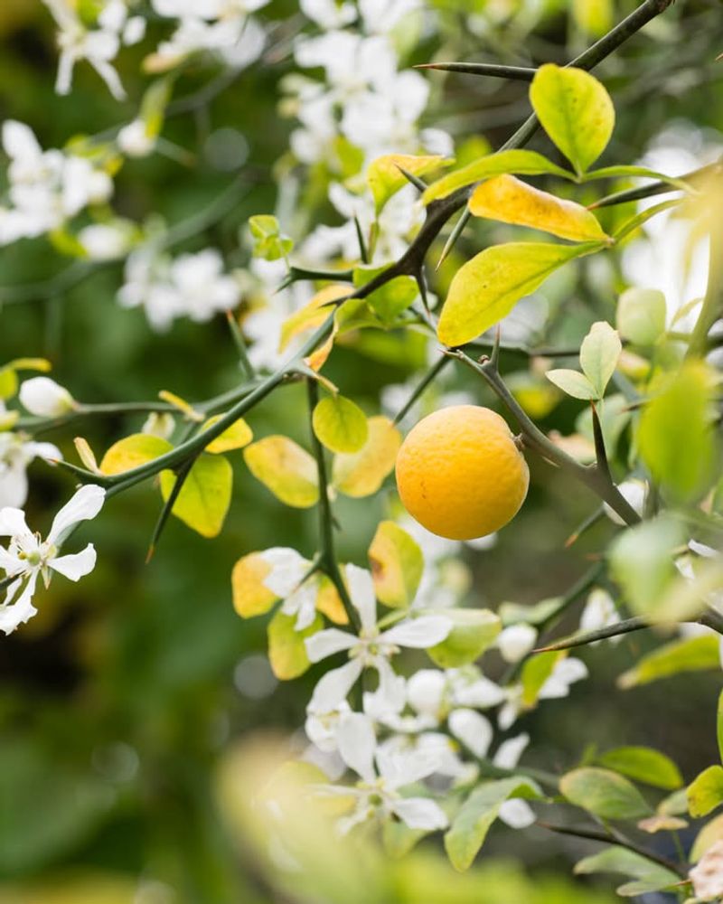 Citrus Trees 