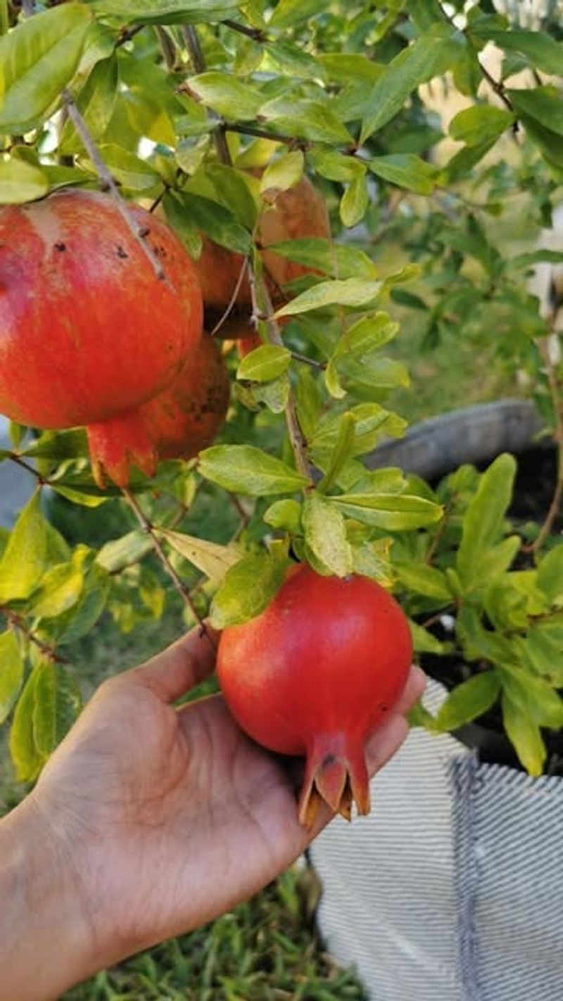 Pomegranate Trees
