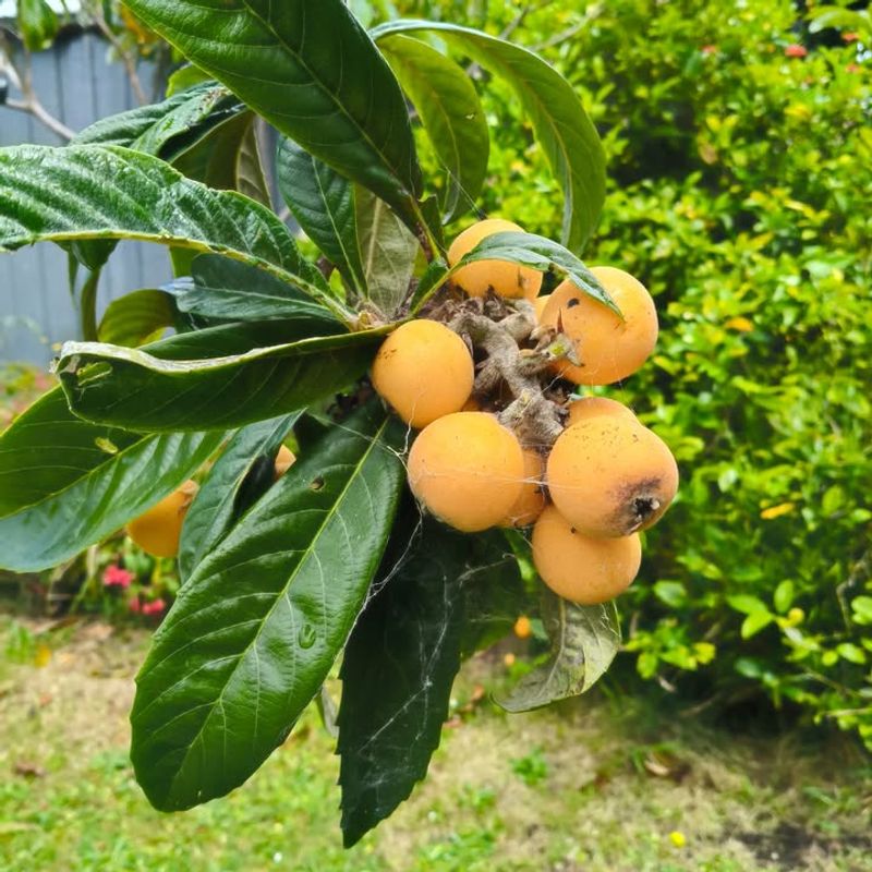 Loquat Trees For Early-Season Fruit