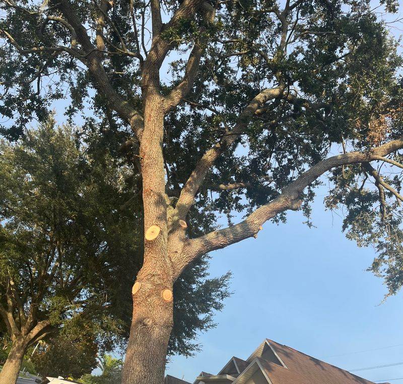 Pruning Paint Seals And Heals Cuts