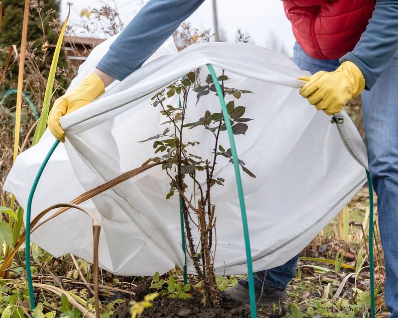 Use Old Sheets And Blankets For Larger Plants And Shrubs