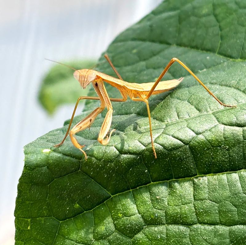 Invite Nature's Pest Control Crew