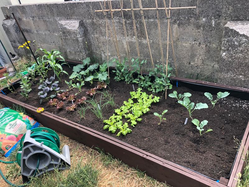 Give Plants Enough Space To Grow