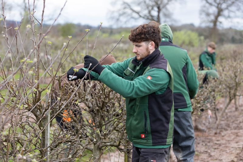 Prune Trees And Shrubs Strategically
