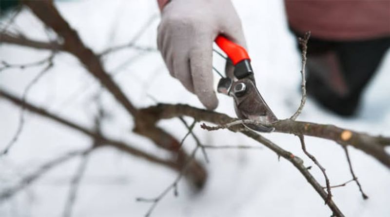 Prune Dormant Trees And Shrubs