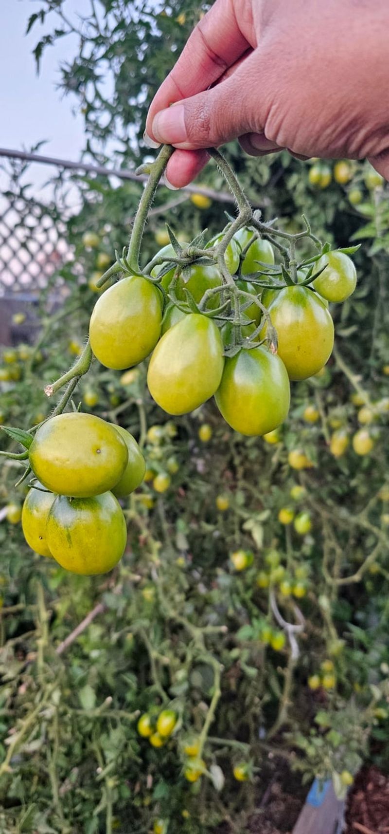 Choose Disease-Resistant Varieties