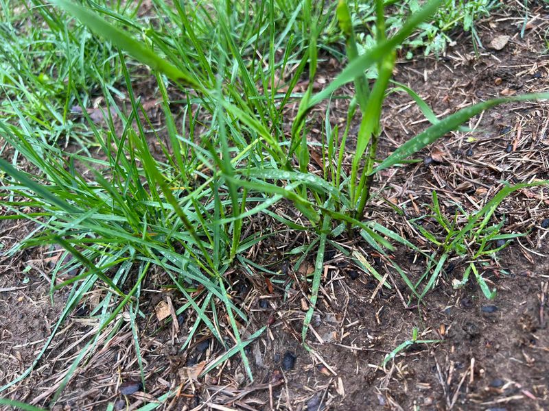 Control Weeds Before Spring Growth