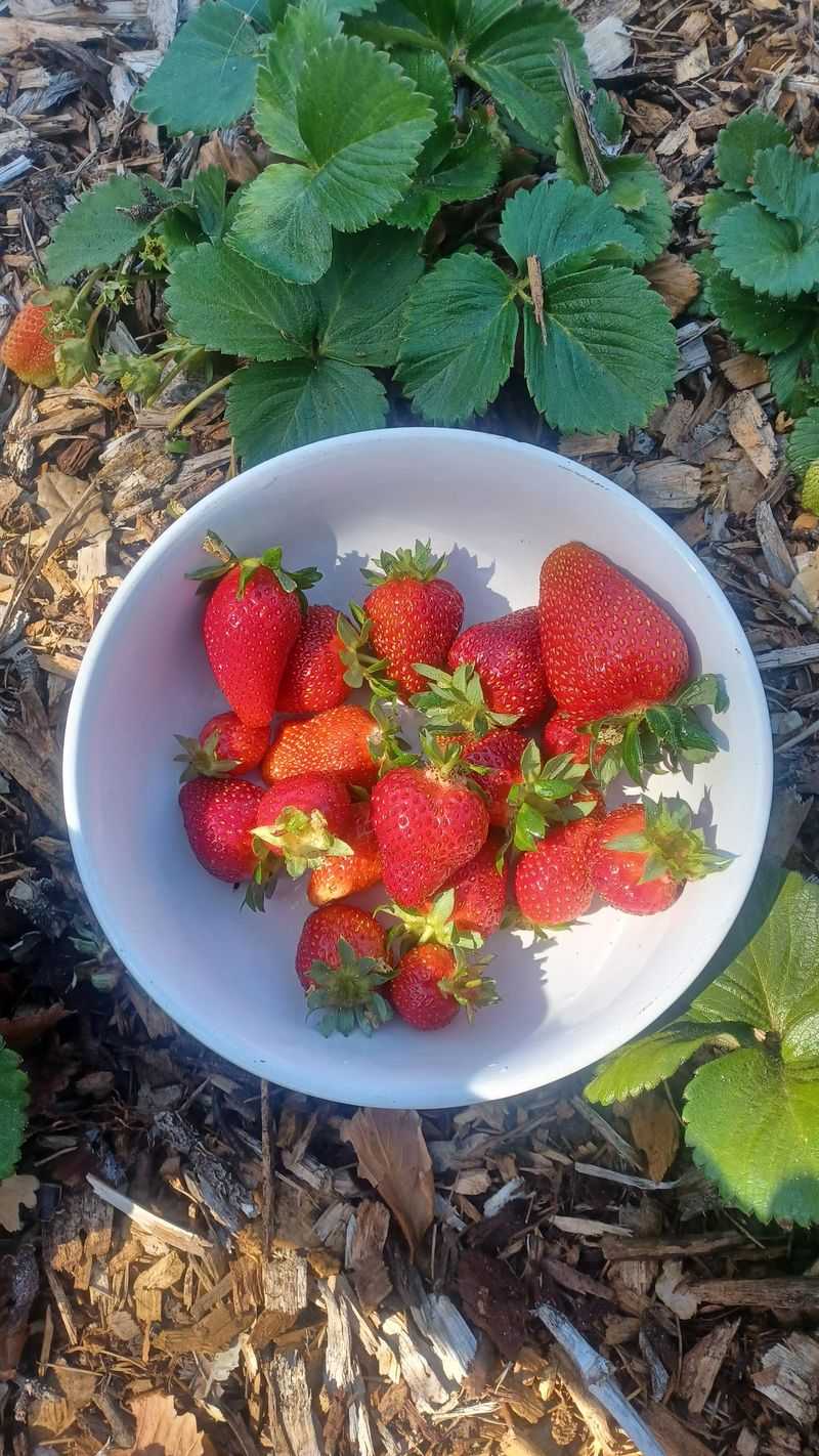 Harvest Carefully And Regularly For Best Yield