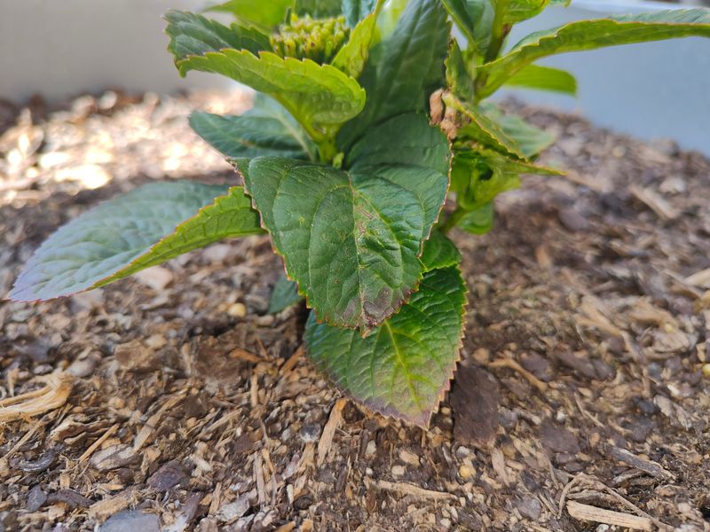 Plan Soil Amendments For Spring Growth