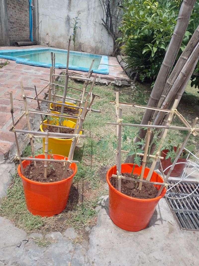 Support Plants Early To Prevent Stress