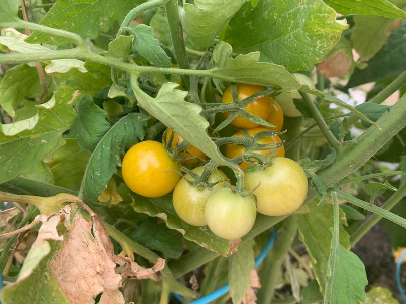 Feed Lightly But Regularly Once Flowering Starts