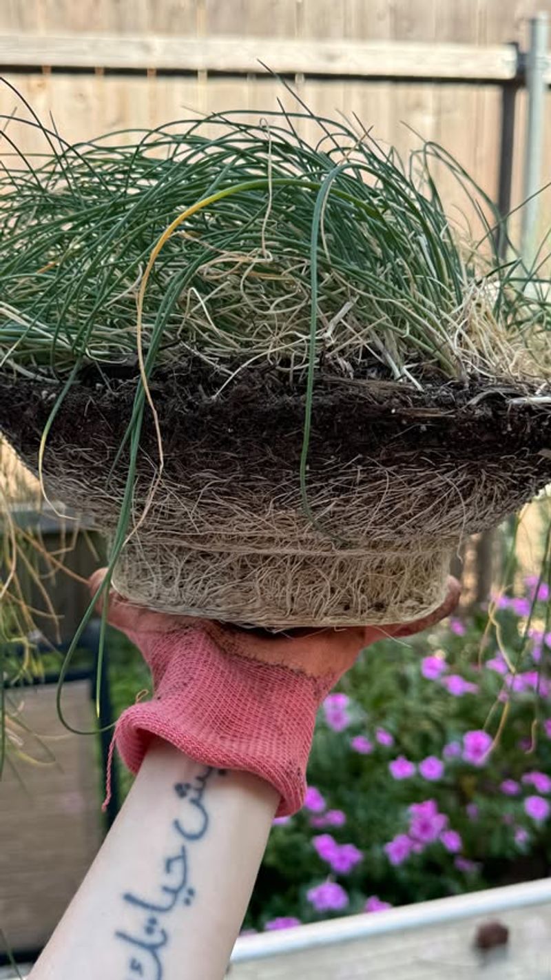 Divide Clumps Every Few Years