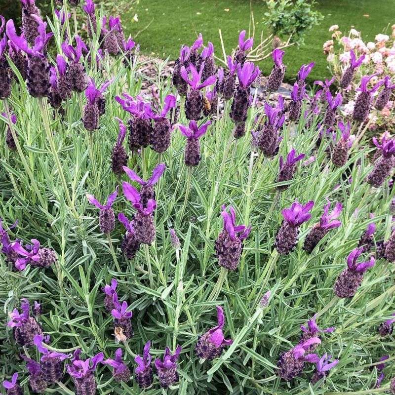 Select Heat-Tolerant Varieties For Texas Conditions