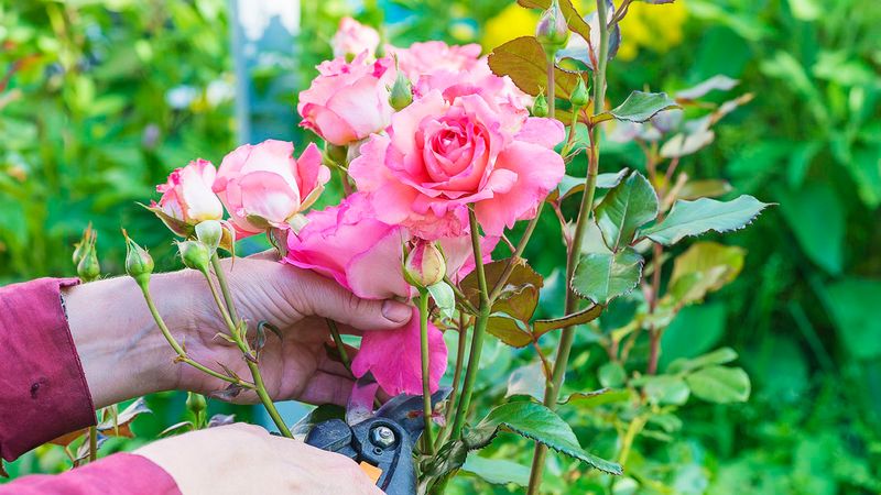 Deadheading Strategically To Encourage Repeat Blooms
