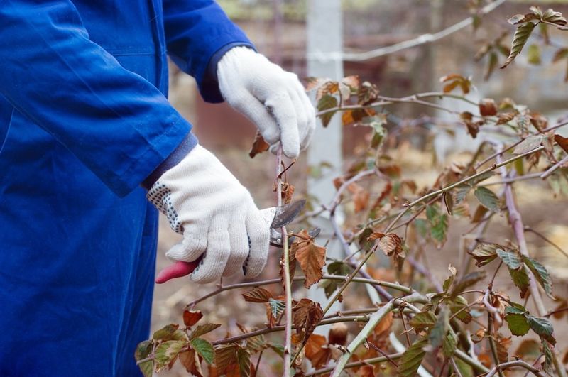 Pruning Dormant Trees and Shrubs