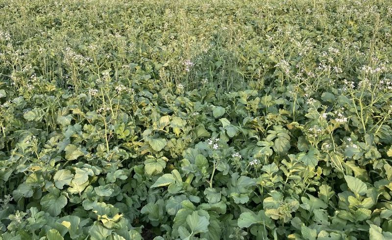 Growing Cover Crops In Garden Beds