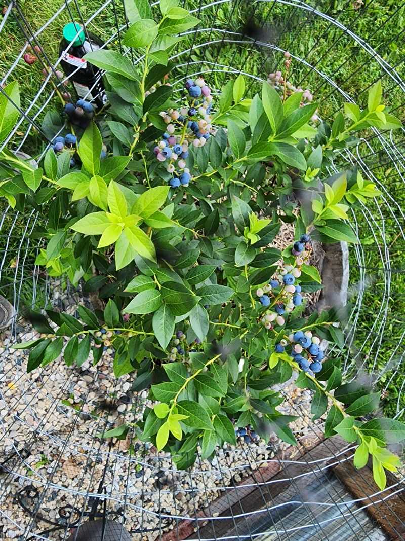 Feeding Blueberries Without Overdoing It