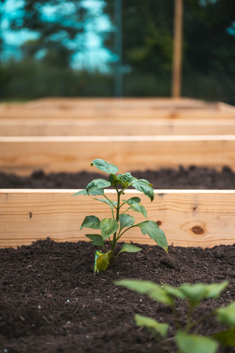 Strengthening Garden Beds And Borders