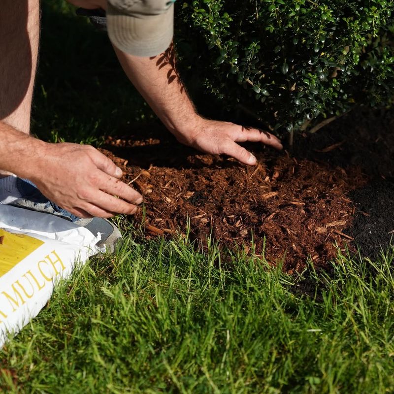 How Thick Mulch Layers Can Hold Moisture Where Roots Do Not Need It