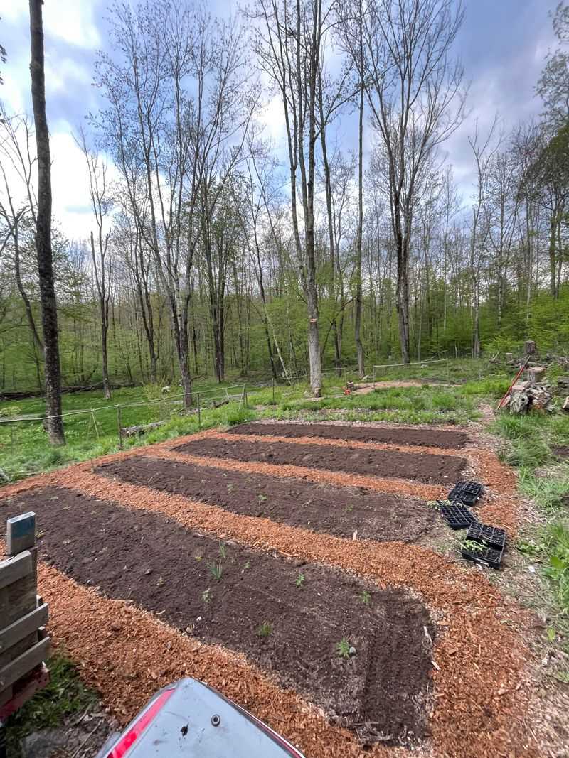 Heavy Mulch Creates Ideal Conditions For Pests