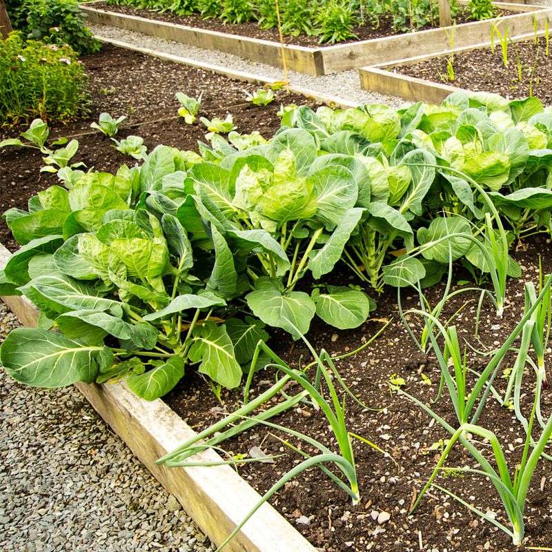 Crop Rotation For Healthier Gardens