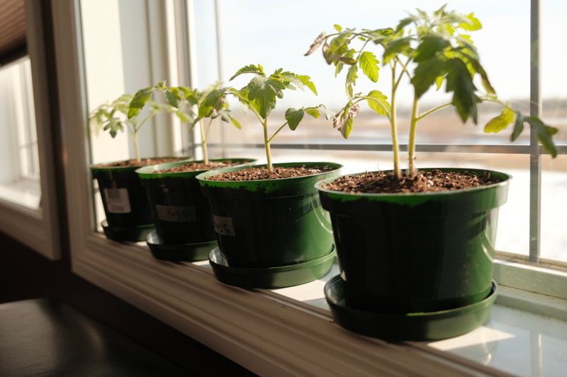 Stems Stretch Faster Than Leaves Develop