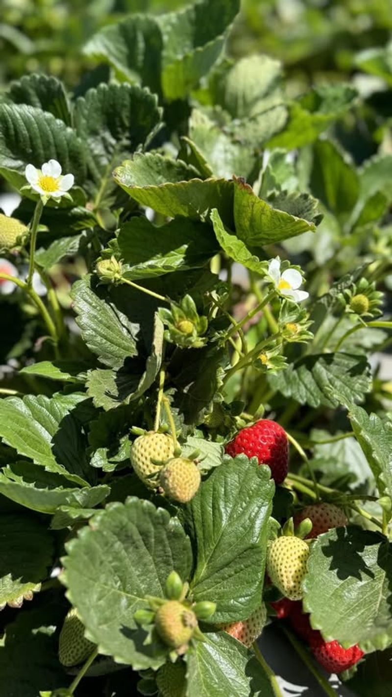 Strawberry Plants