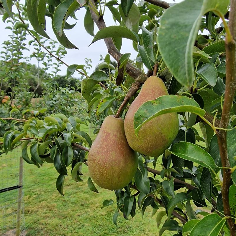 Deciduous Fruit Trees (Peach, Apple, Pear)