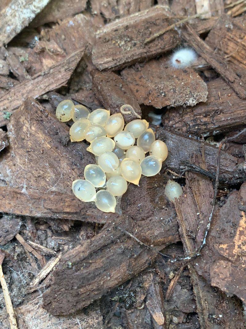 Clusters Of Slug Eggs In Soil