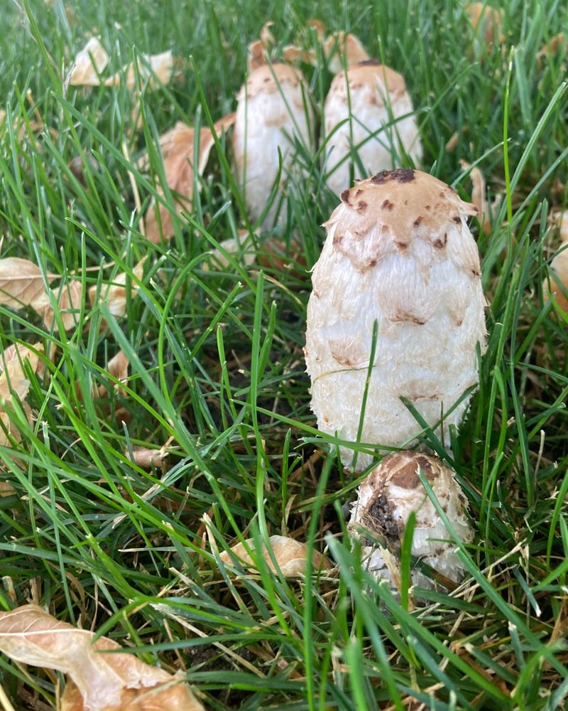 Mushrooms And Fungi Appear Everywhere