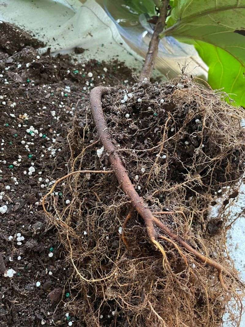 Roots Look Brown And Mushy