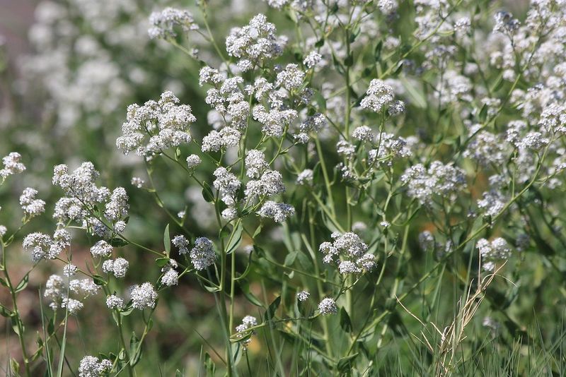 Perennial Pepperweed (Lepidium latifolium)