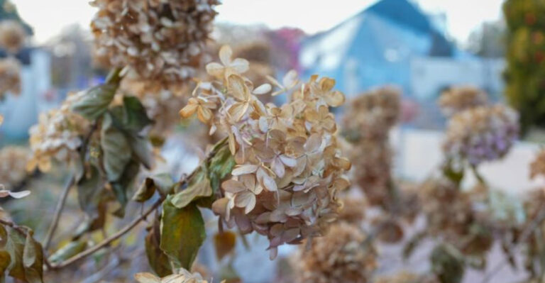 hydrangeas in winter