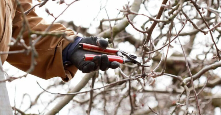 pruning winter tree