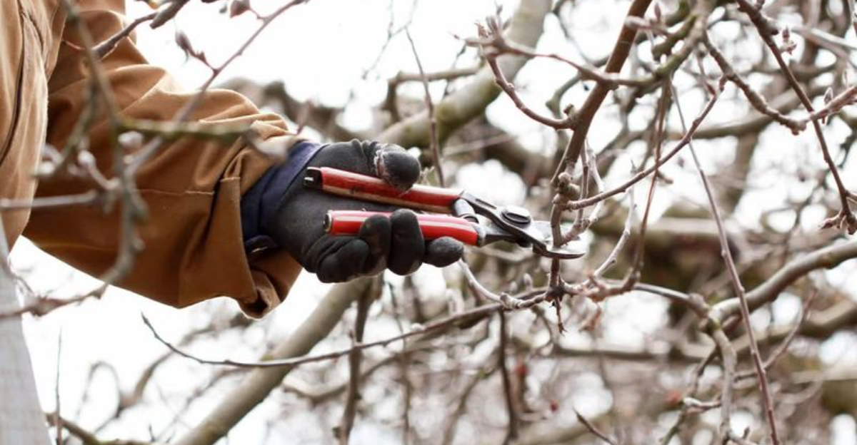 pruning winter tree