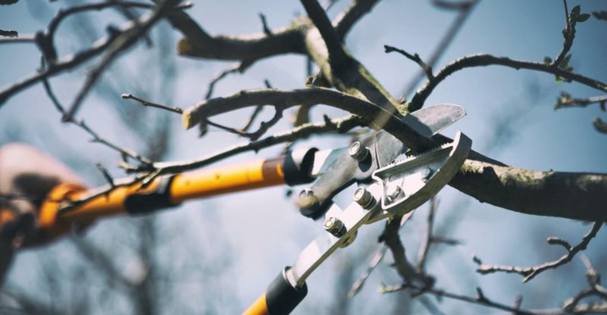 winter tree pruning