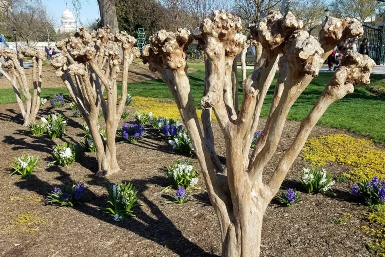 pruning crape myrtle