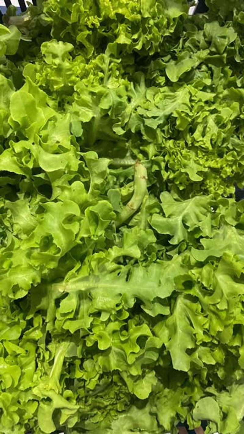 Oakleaf Lettuce