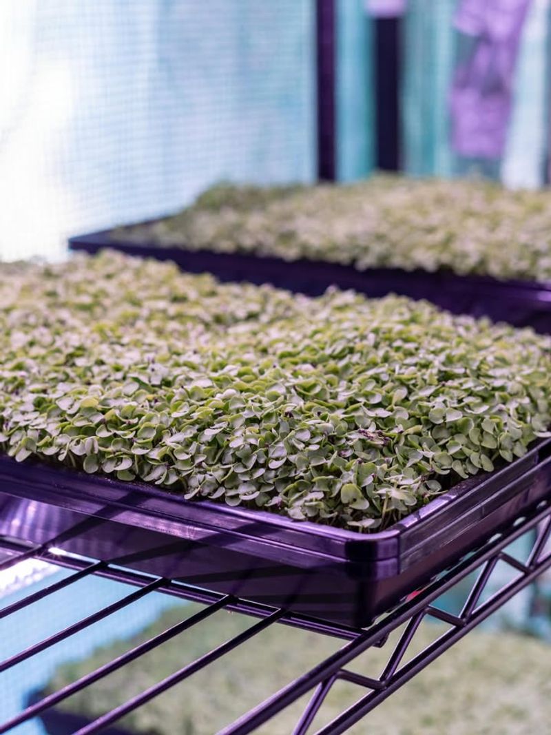 Cilantro Microgreens