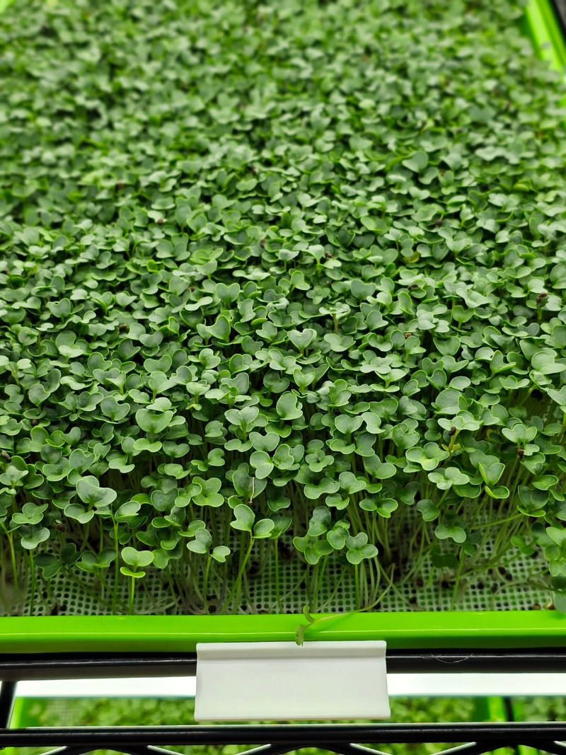 Kale Microgreens