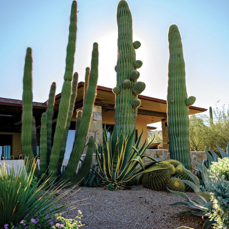 Sculptural Plants Are Used As Living Architecture