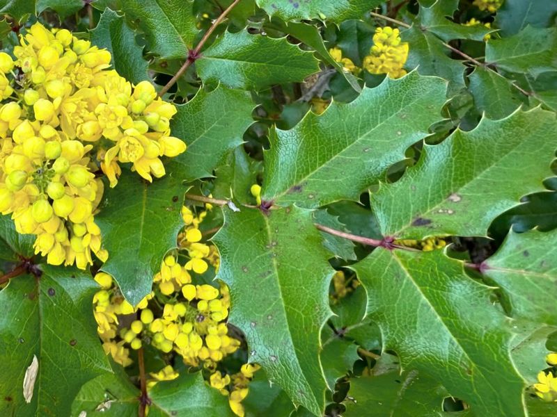 Mahonia (Oregon Grape / Leatherleaf Mahonia)