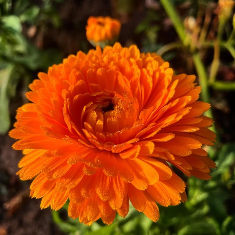 Calendula (Calendula Officinalis)