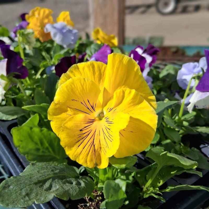 Pansies
