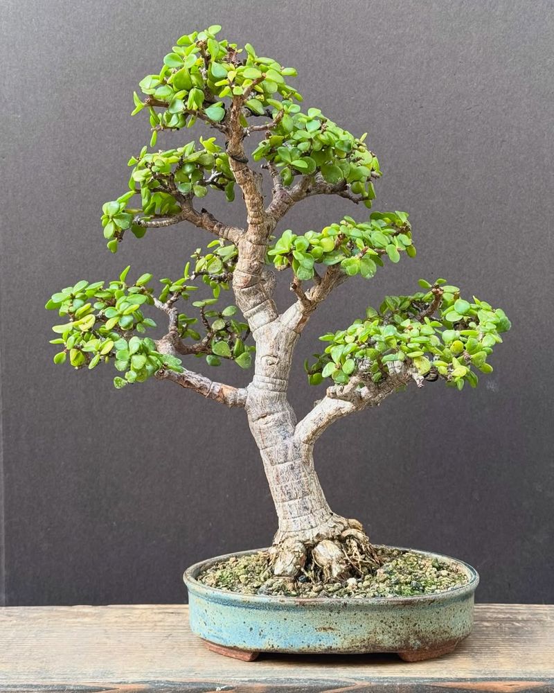 Portulacaria Afra