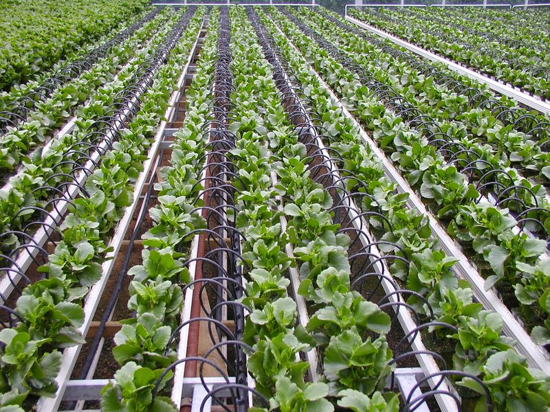 Drip Irrigation Systems Deliver Water Directly to Roots