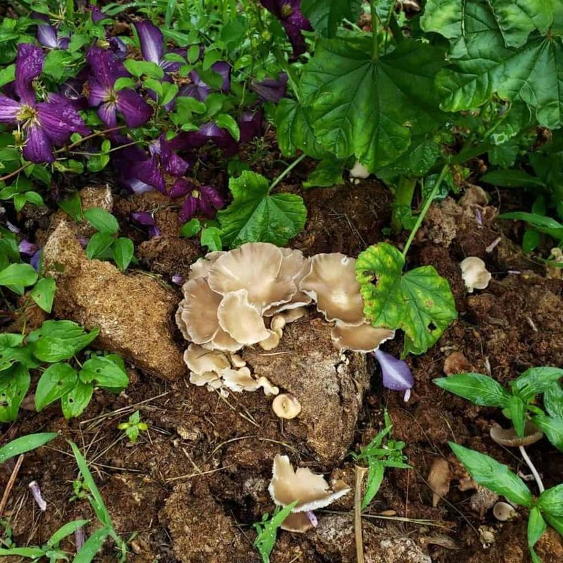 Raised Beds With Leaf Litter Layers