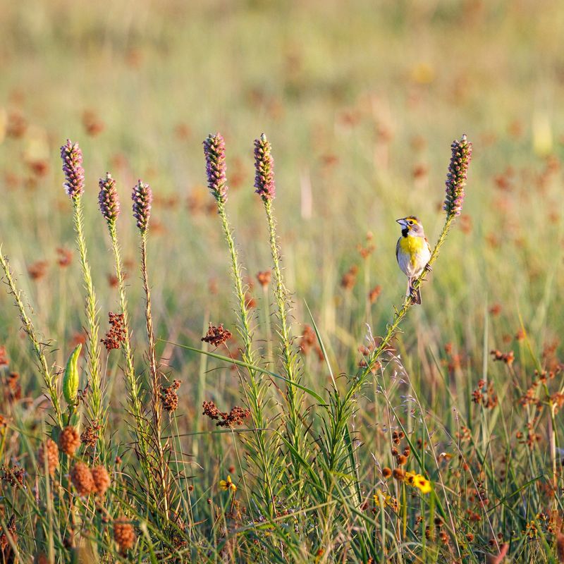 Climate Change Makes Native Species Even More Important
